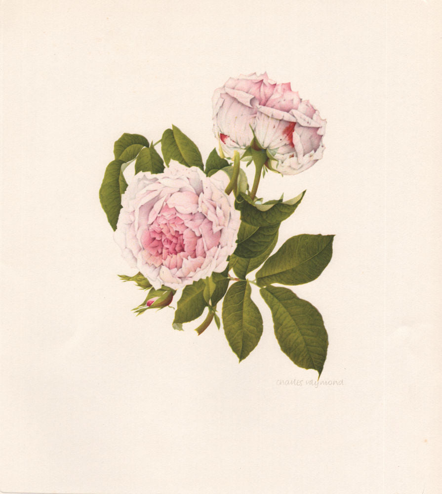 OLD GARDEN ROSES. Rosa Gallica Duchesse d'Angouleme. CHARLES RAYMOND 1957